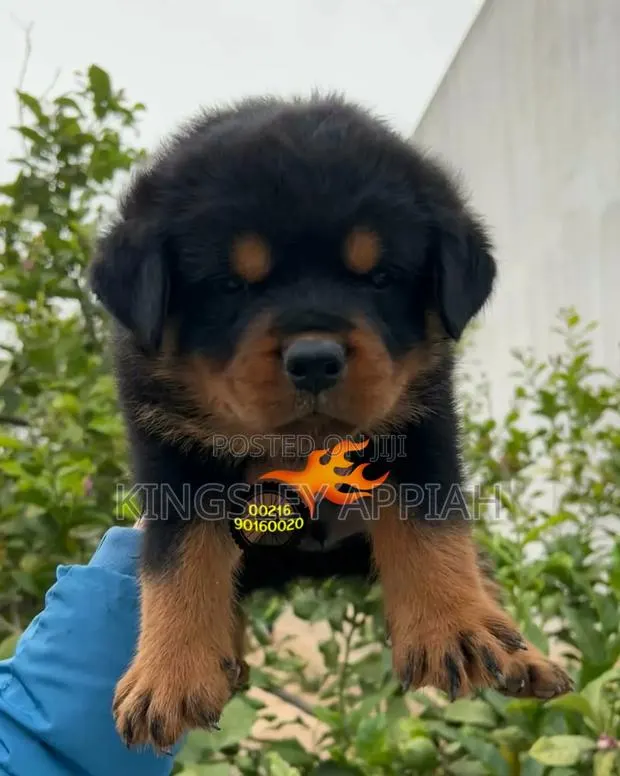 1-3 months Male Purebred Rottweiler · Photo 1