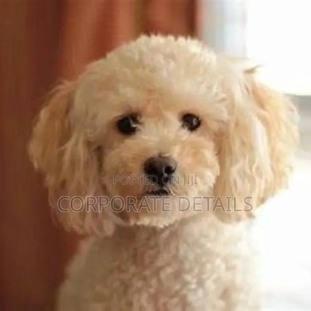 1-3 months Male Purebred Maltese · Photo 1