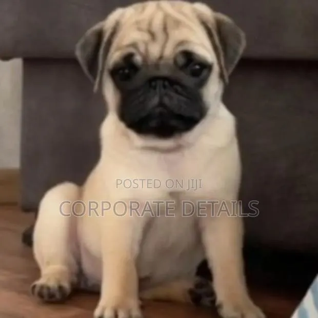 1-3 months Female Purebred Pug · Photo 1