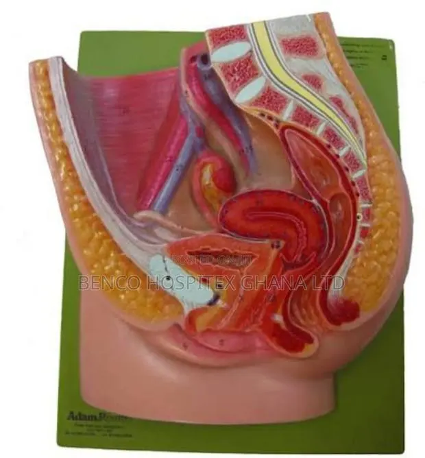 Female Pelvic Model · Photo 1