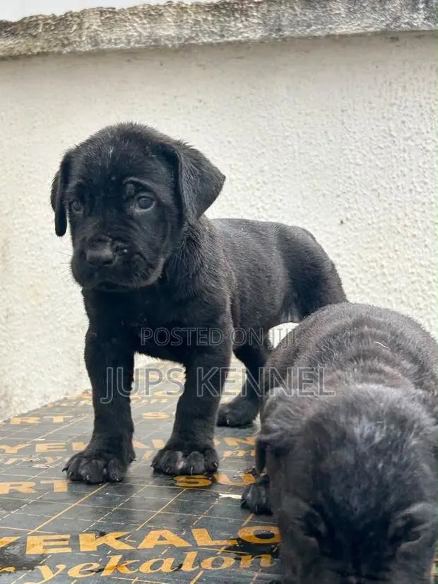 1-3 months Male Purebred Cane Corso · Photo 1