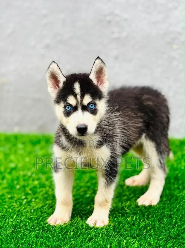 1-3 months Female Purebred Siberian Husky · Photo 1