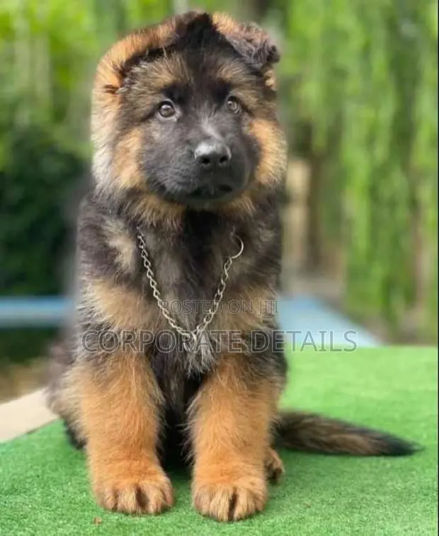 6-12 months Female Purebred German Shepherd · Photo 1