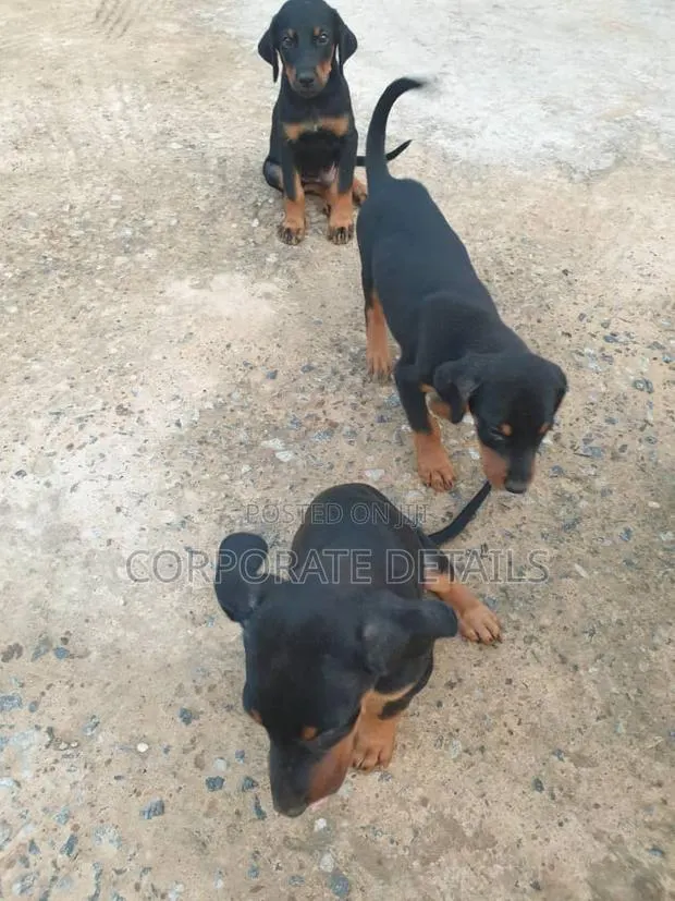 1-3 months Male Purebred Doberman Pinscher · Photo 1