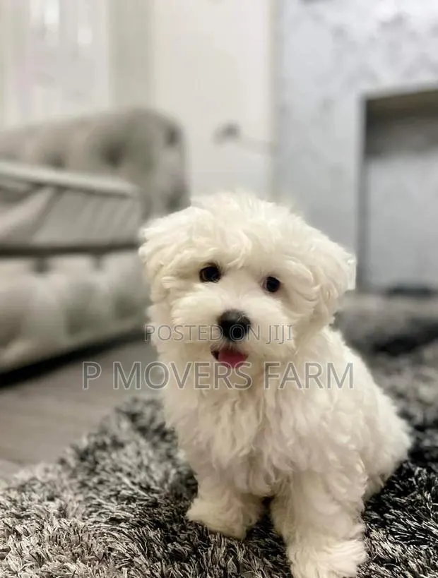 1-3 months Female Purebred Poodle · Photo 1