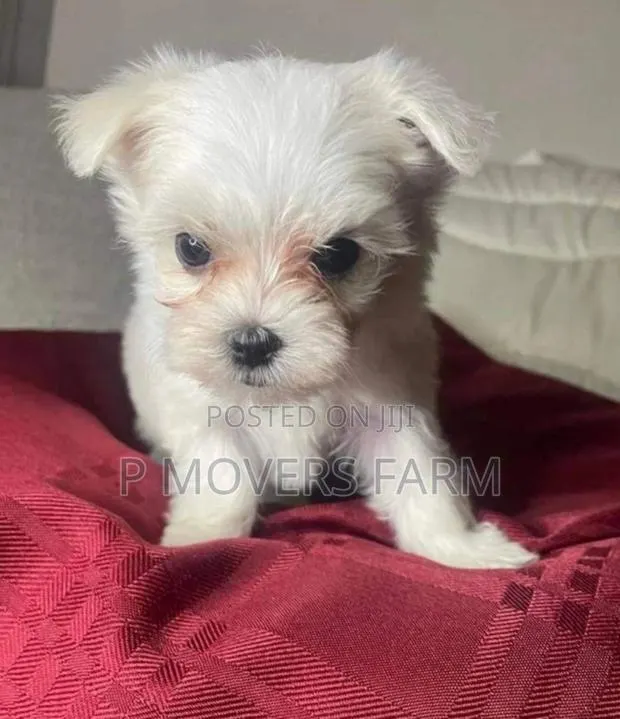 1-3 months Female Purebred Maltese · Photo 1