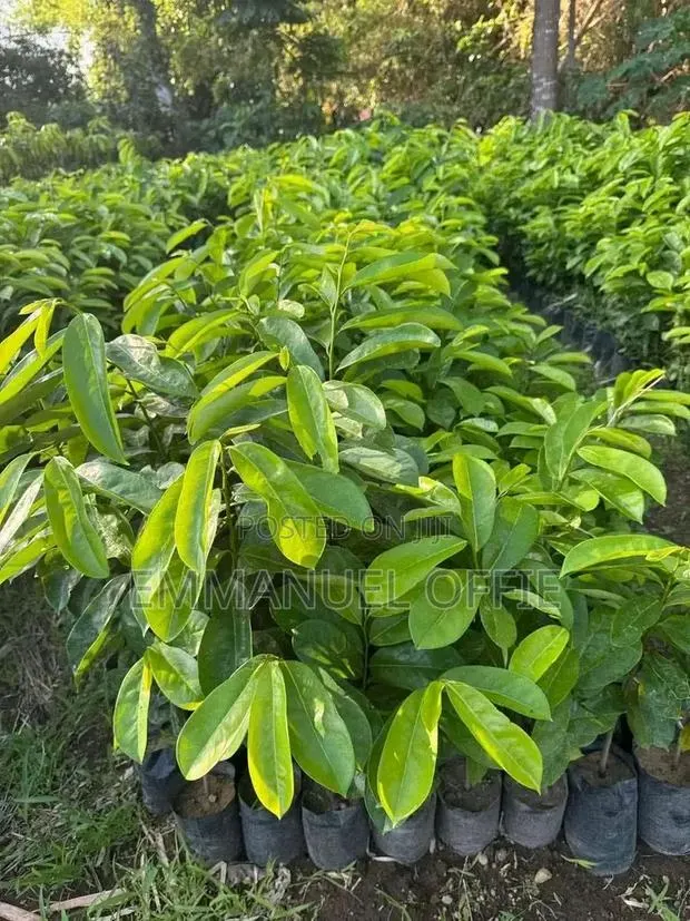Soursop Seedlings Available · Photo 1