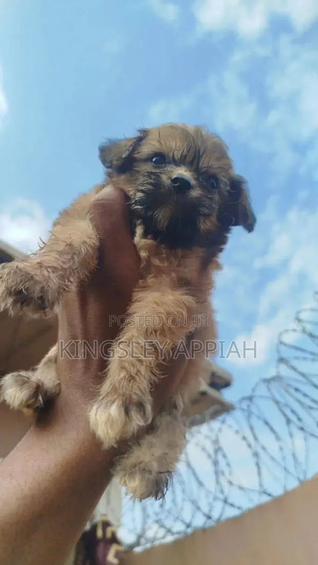 1-3 months Female Purebred Poodle · Photo 1