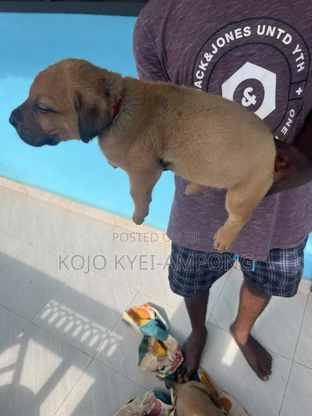 1-3 months Female Purebred Boerboel · Photo 1