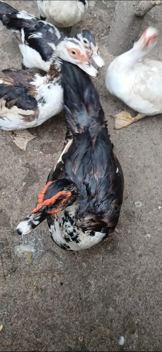 Breeding Stock Ducks for Sale 3 Matured 2 Growers · Photo 1