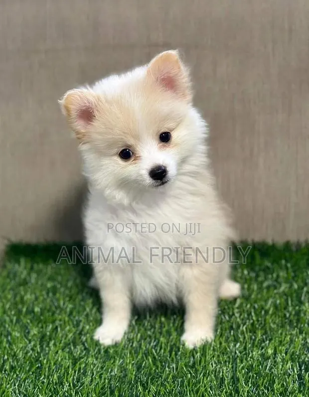 1-3 months Male Purebred Pomeranian · Photo 1