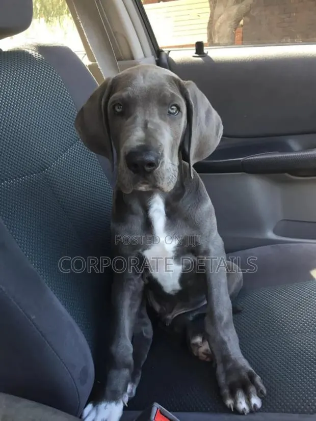 1-3 months Male Purebred Great Dane · Photo 1