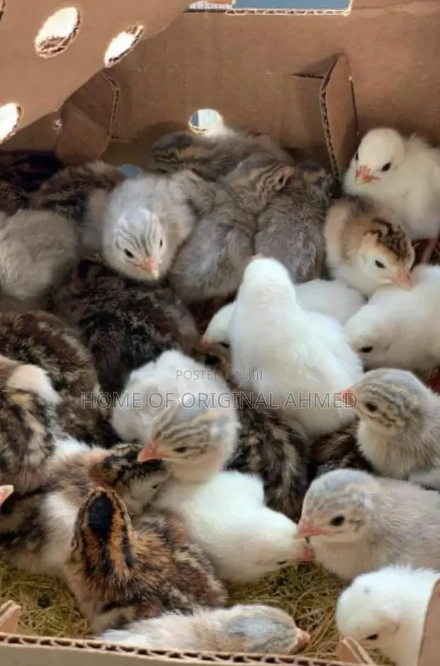 Netherlands Guinea Fowls Availability 38 and Local 20gh · Photo 1