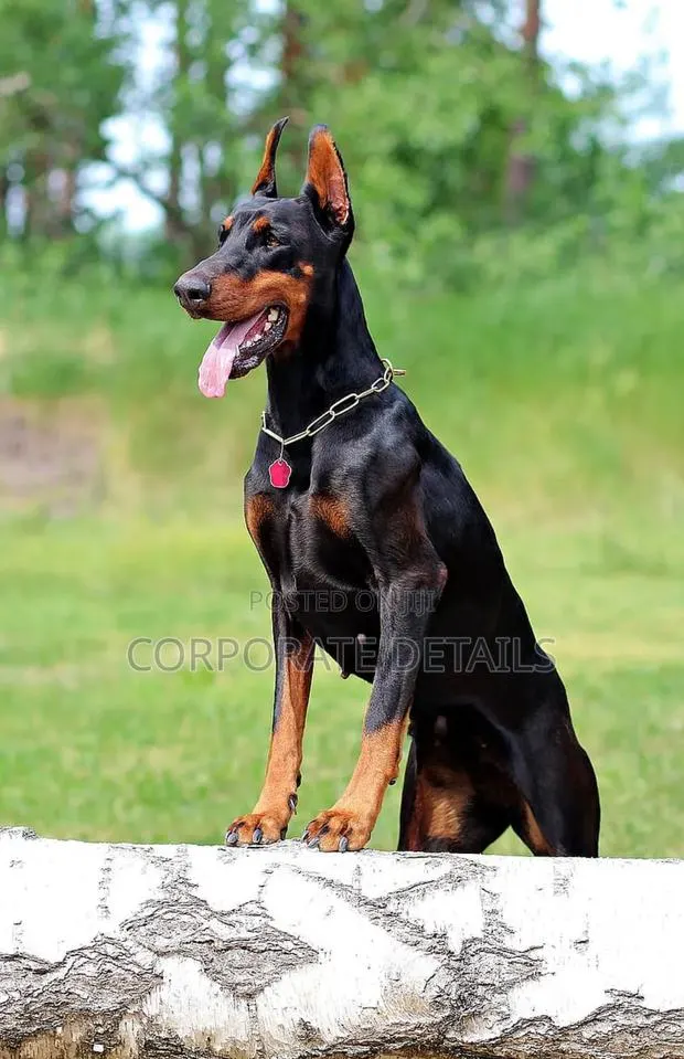 1+ year Male Purebred Doberman Pinscher · Photo 1