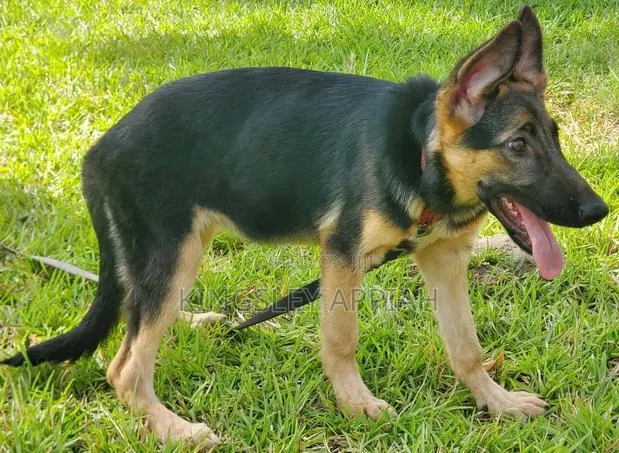 3-6 months Female Purebred German Shepherd · Photo 1