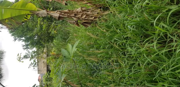 Plot for Sale at Darko New Site in Kumasi · Photo 1