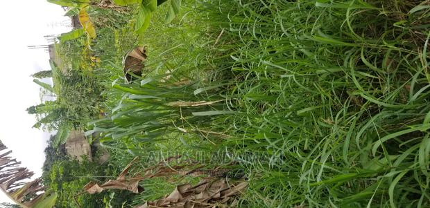 Plot for Sale at Darko New Site in Kumasi · Photo 2
