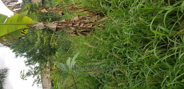 Plot for Sale at Darko New Site in Kumasi · Photo 3