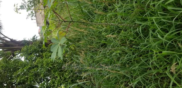 Plot for Sale at Darko New Site in Kumasi · Photo 4