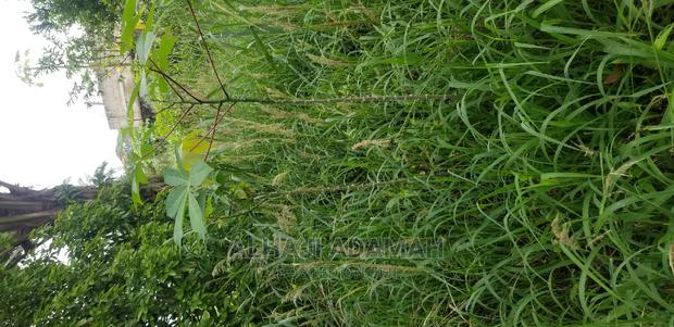 Plot for Sale at Darko New Site in Kumasi · Photo 5