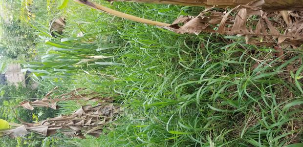 Plot for Sale at Darko New Site in Kumasi · Photo 8