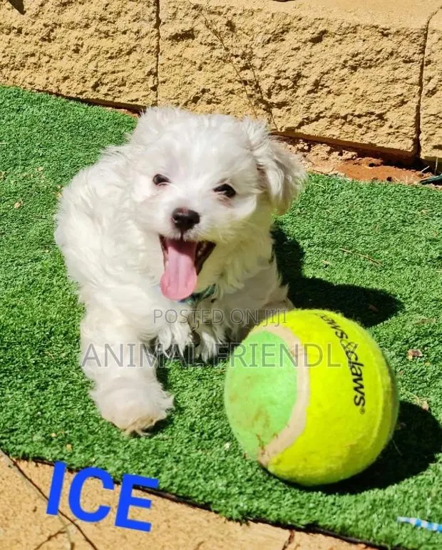 1-3 months Female Purebred Maltese · Photo 1