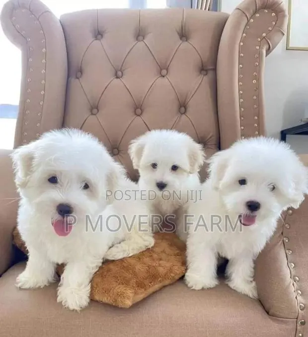 1-3 months Male Purebred Maltese · Photo 1
