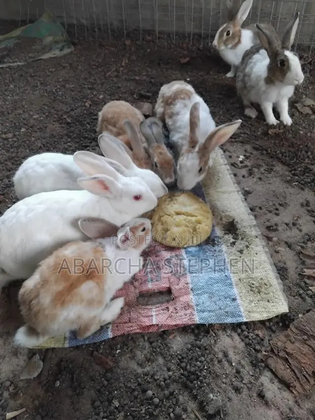 Rabbits for Sale · Photo 1