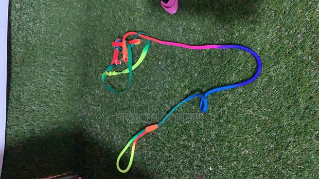 Toy Dog Harness · Photo 3