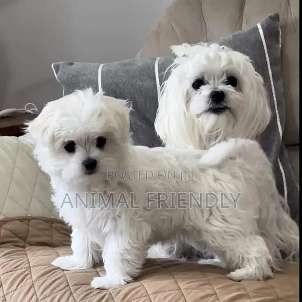 1-3 months Female Purebred Maltese · Photo 1