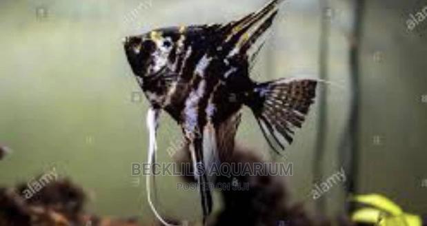 Angel Fishes · Photo 2