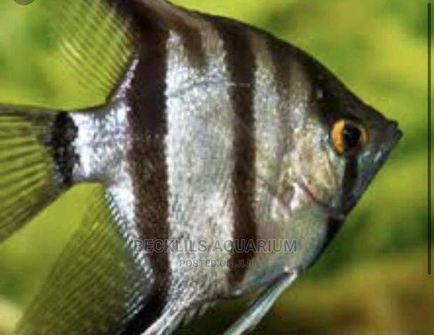 Angel Fishes · Photo 1
