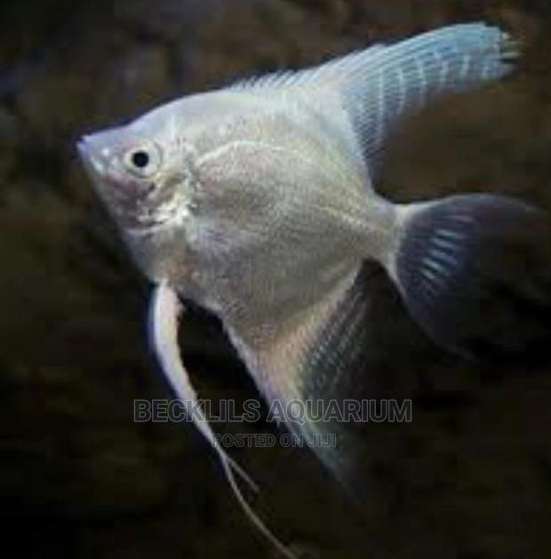 Angel Fishes · Photo 4