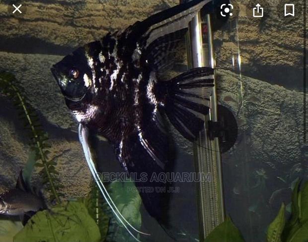 Angel Fishes · Photo 3