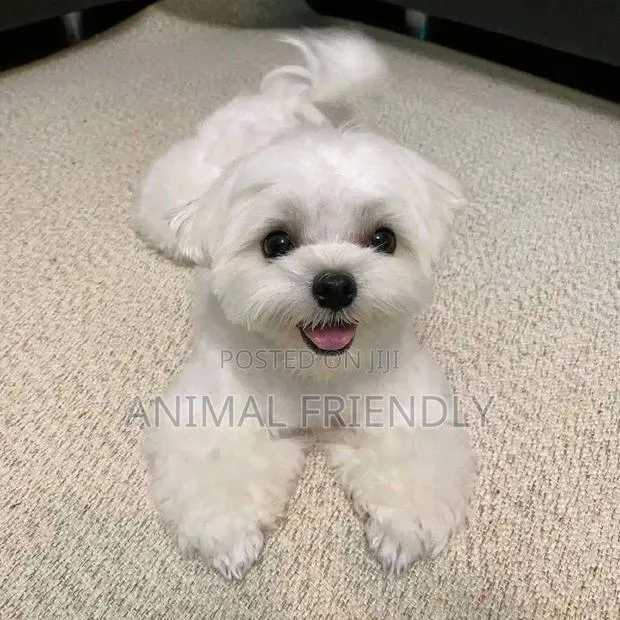 1-3 months Male Purebred Maltese · Photo 1