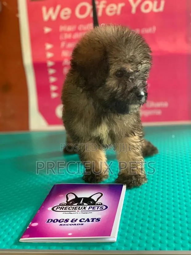 1-3 Months Male Purebred Poodle · Photo 1