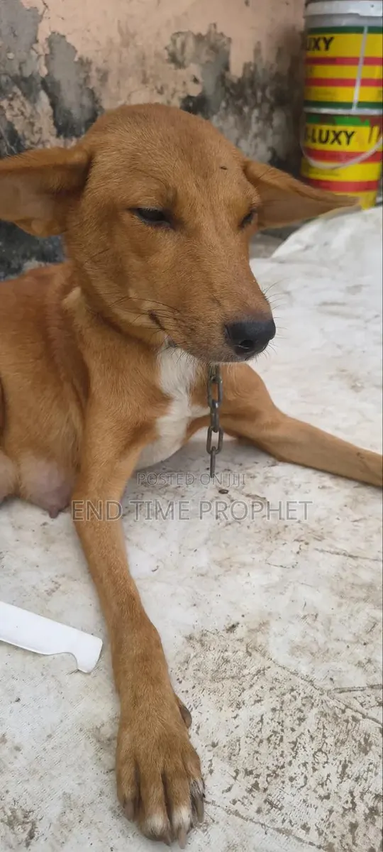 1+ year Female Mixed Breed Mongrel (No Breed) · Photo 3