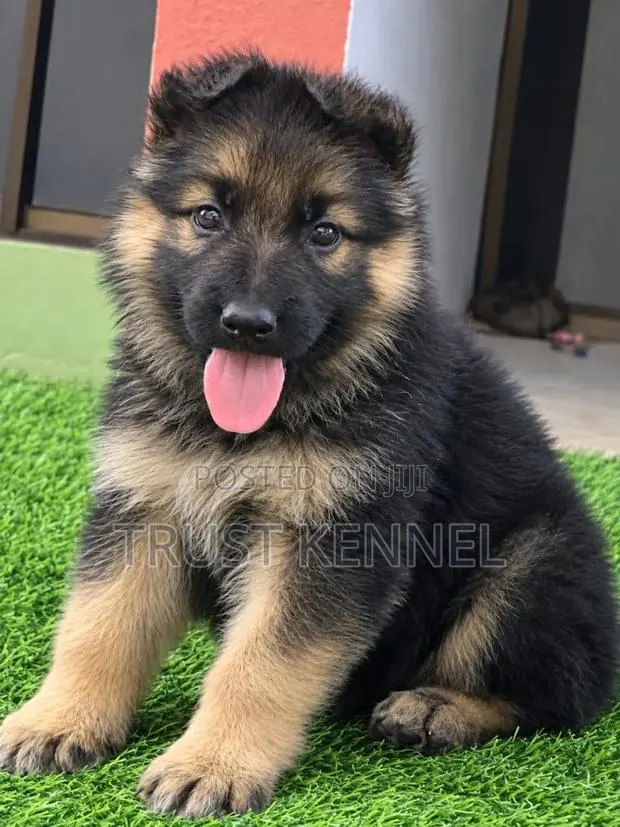1-3 months Female Purebred German Shepherd · Photo 1