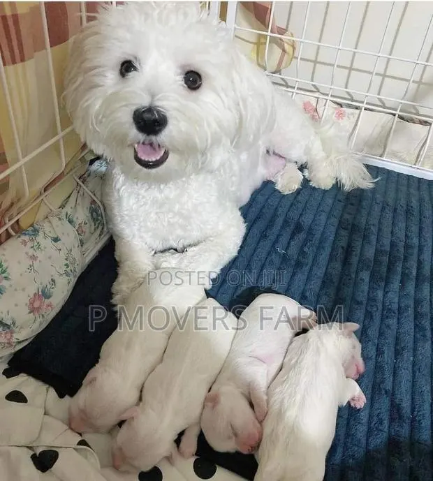 1-3 months Female Purebred Poodle · Photo 1