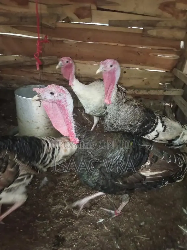 Mature Male Turkeys · Photo 1
