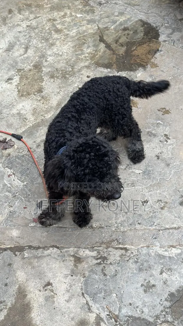 6-12 months Male Purebred Poodle · Photo 1