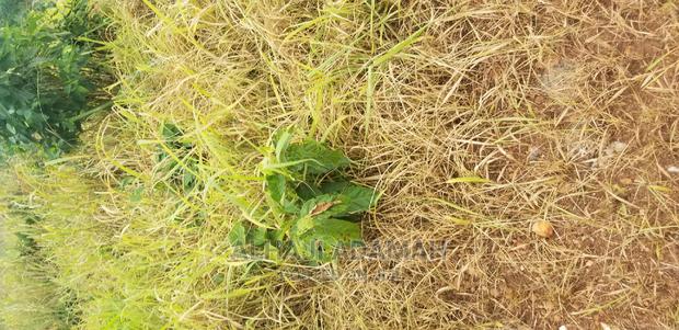 Plot for Sale at Kumasi Santasi Darko · Photo 7
