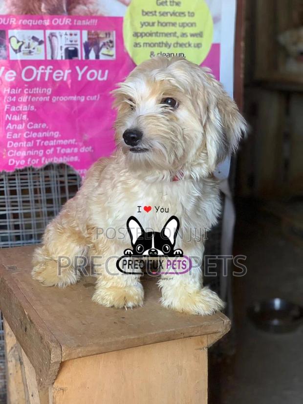 Havanese for Stud Services · Photo 2