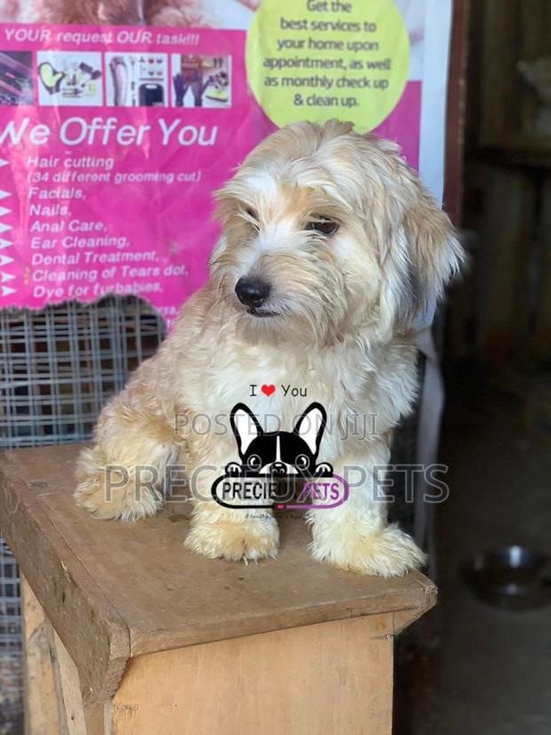 Havanese for Stud Services · Photo 3
