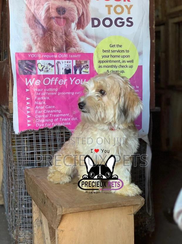 Havanese for Stud Services · Photo 1