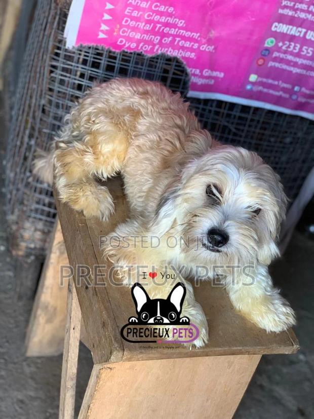 Havanese for Stud Services · Photo 4