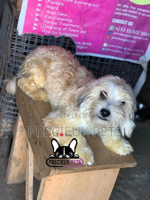 Havanese for Stud Services · Photo 5