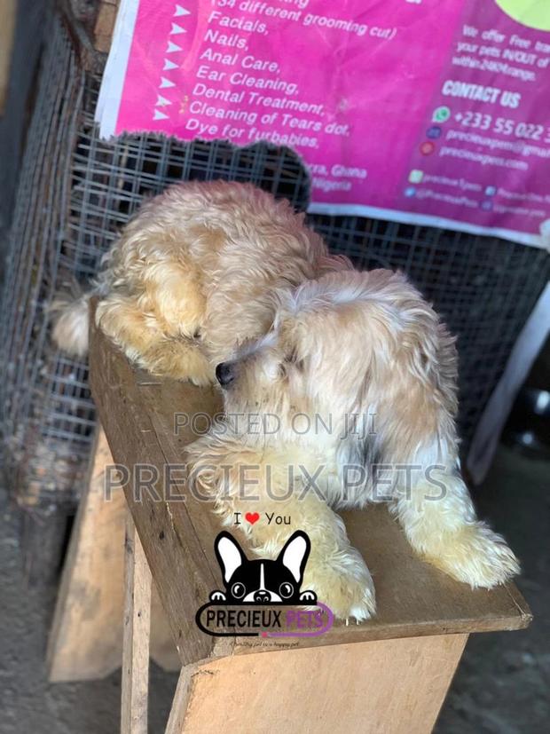 Havanese for Stud Services · Photo 6