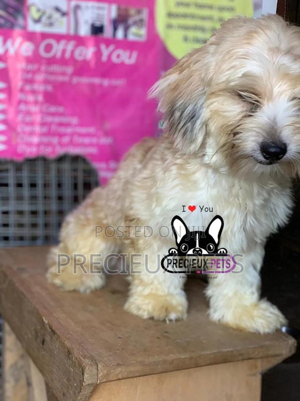 Havanese for Stud Services · Photo 7