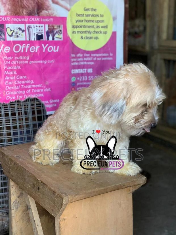 Havanese for Stud Services · Photo 8